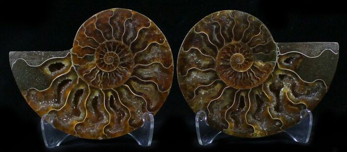 Polished Ammonite Pair - Million Years #26266